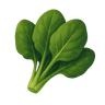 Spinach
