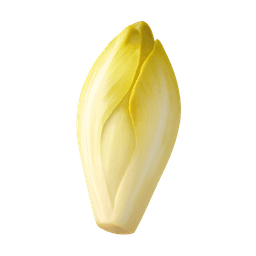 Chicory