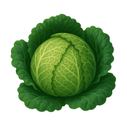 Savoy cabbage