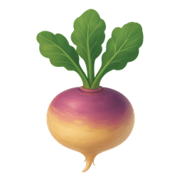 Turnip